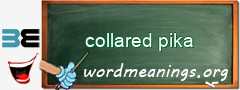 WordMeaning blackboard for collared pika